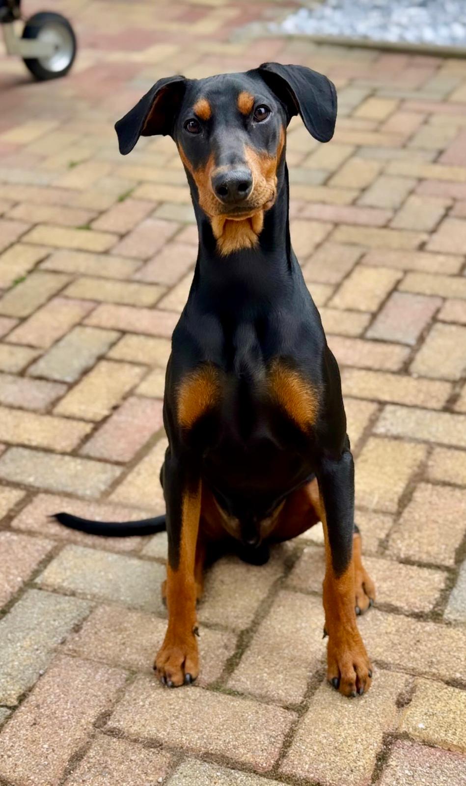 Chien en séance