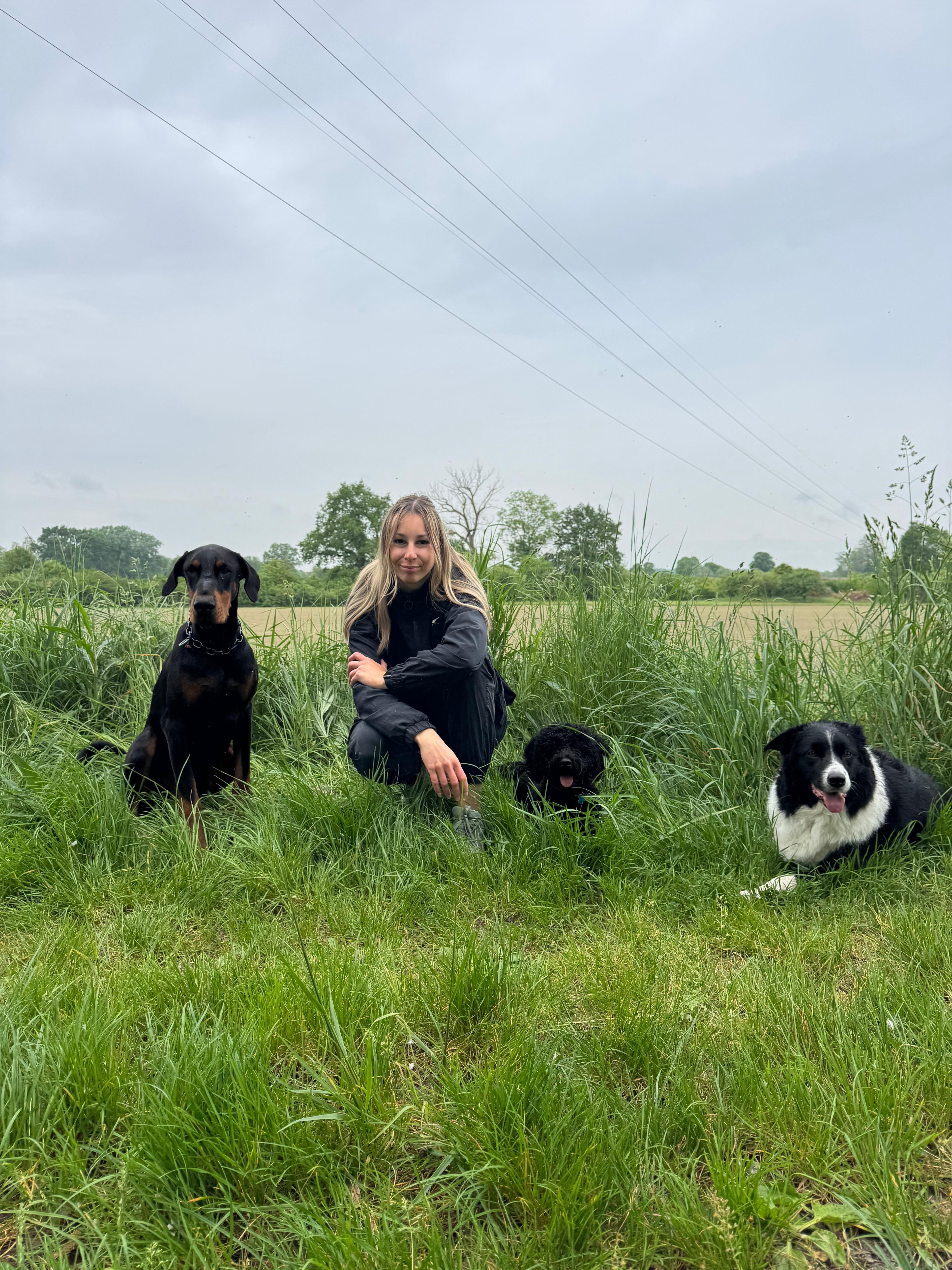 Chiens en balade en forêt